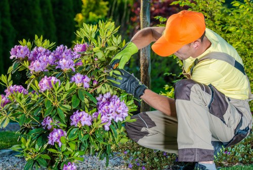 Tree surgeon carrying out pruning work in Elm Park