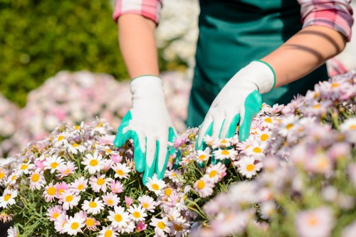 Elm Park garden care restoring a balanced outdoor space