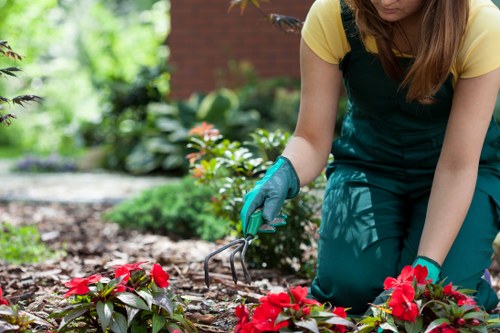 Watering and aeration work for lawn care in Elm Park