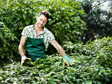 Safe tree removal and stump grinding service in Elm Park
