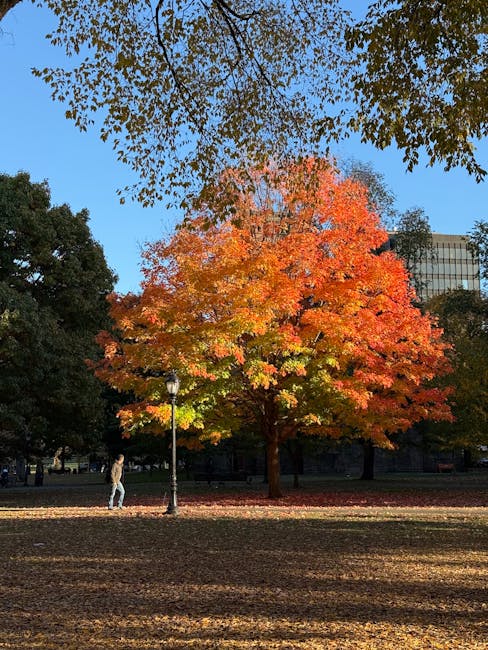 A large deciduous tree displaying vibrant autumn foliage with leaves in shades of orange, red, and yellow, situated in a park setting with a pathway and a young woman walking nearby. The tree's dense 