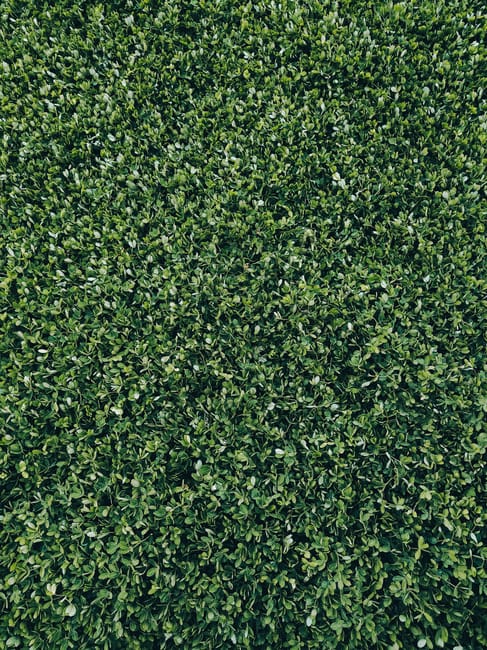 A well-maintained garden with a neatly mowed lawn featuring lush, bright green grass with visible mowing stripes. In the background, there is a small wooden garden shed with a red, pitched roof and a 